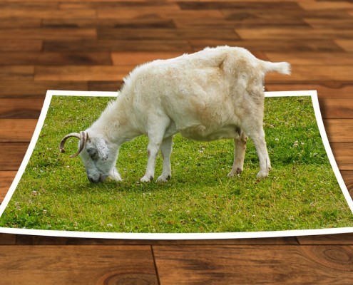 editing grafico